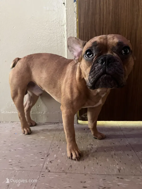 Lil Mikey  – French Bulldog puppy for sale in New York City, NY