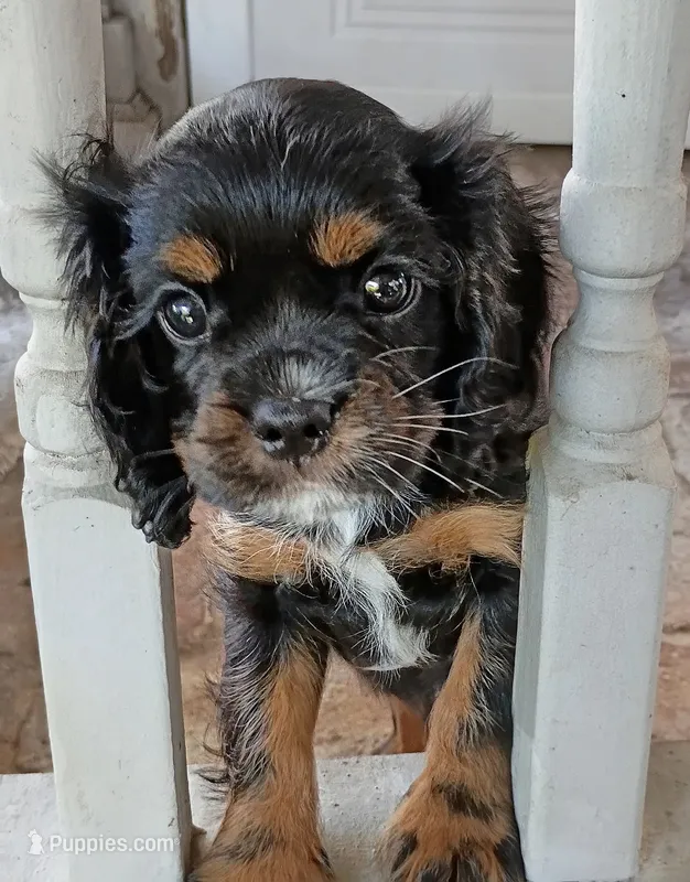 Olivia  – Cavalier King Charles Spaniel puppy for sale in Galveston, TX