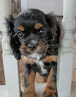 Olivia , a female Cavalier King Charles Spaniel for sale in Galveston, TX – 1 of 6