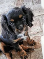 Olivia , a female Cavalier King Charles Spaniel for sale in Galveston, TX – 2 of 6