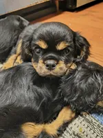Copper , a male Cavalier King Charles Spaniel for sale in Galveston, TX – 3 of 3