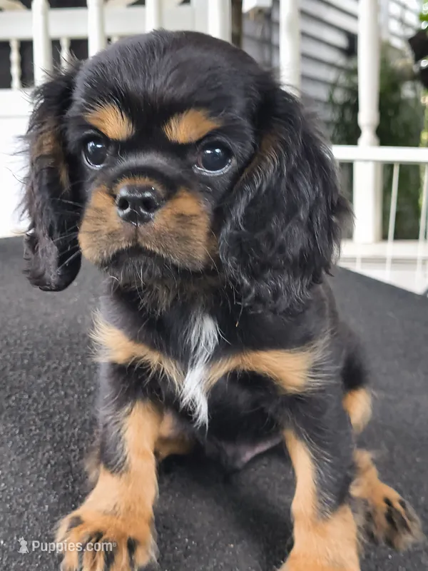 Copper  – Cavalier King Charles Spaniel puppy for sale in Galveston, TX