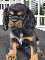 Copper , a male Cavalier King Charles Spaniel for sale in Galveston, TX – 1 of 3