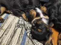 Olivia , a female Cavalier King Charles Spaniel for sale in Galveston, TX – 4 of 6