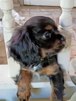 Olivia , a female Cavalier King Charles Spaniel for sale in Galveston, TX – 6 of 6