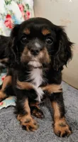 Olivia , a female Cavalier King Charles Spaniel for sale in Galveston, TX – 3 of 6