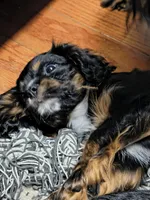 Olivia , a female Cavalier King Charles Spaniel for sale in Galveston, TX – 5 of 6