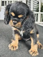 Copper , a male Cavalier King Charles Spaniel for sale in Galveston, TX – 2 of 3