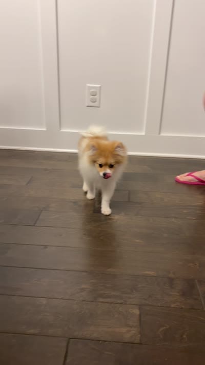 Rocky, a male Pomeranian for sale in Flowery Branch, GA – 3 of 3