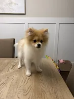 Rocky, a male Pomeranian for sale in Flowery Branch, GA – 2 of 3