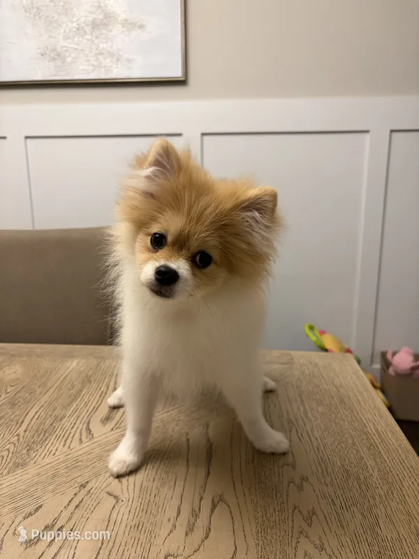 Rocky – Pomeranian puppy for sale in Flowery Branch, GA