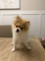 Rocky, a male Pomeranian for sale in Flowery Branch, GA – 1 of 3