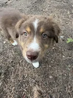 Phife, a male Australian Shepherd for sale in Simi Valley, CA – 9 of 10