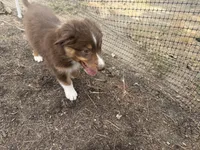 Phife, a male Australian Shepherd for sale in Simi Valley, CA – 10 of 10