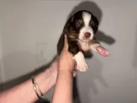 Raekwon, a male Australian Shepherd for sale in Simi Valley, CA – 2 of 10
