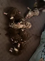 Raekwon, a male Australian Shepherd for sale in Simi Valley, CA – Photo 5 of 9