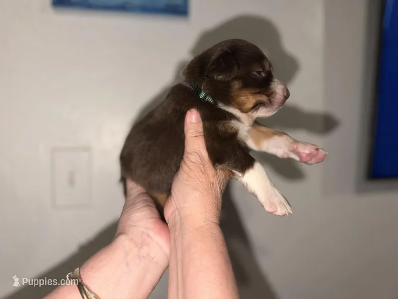 Raekwon – Australian Shepherd puppy for sale in Simi Valley, CA