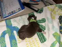 Raekwon, a male Australian Shepherd for sale in Simi Valley, CA – Photo 1 of 9