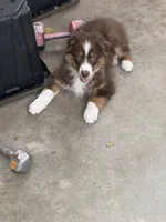Biggie , a male Australian Shepherd for sale in Simi Valley, CA – 10 of 10