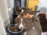 Phife, a male Australian Shepherd for sale in Simi Valley, CA – 8 of 10