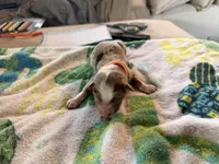 Schoolboy, a male Australian Shepherd for sale in Simi Valley, CA – Photo 2 of 5