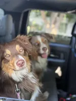 Schoolboy, a male Australian Shepherd for sale in Simi Valley, CA – Photo 5 of 5