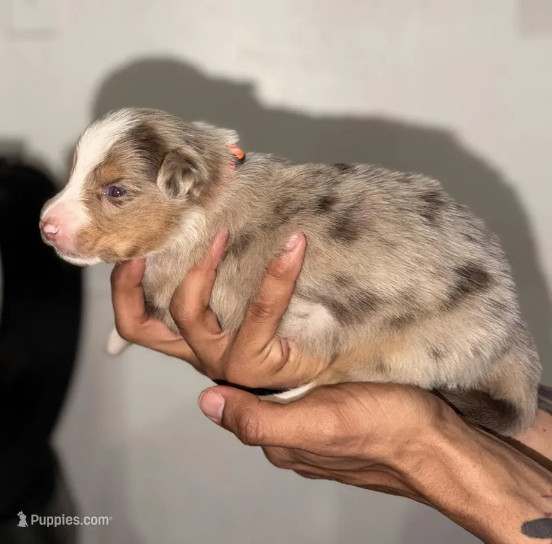 Schoolboy – Australian Shepherd puppy for sale in Simi Valley, CA