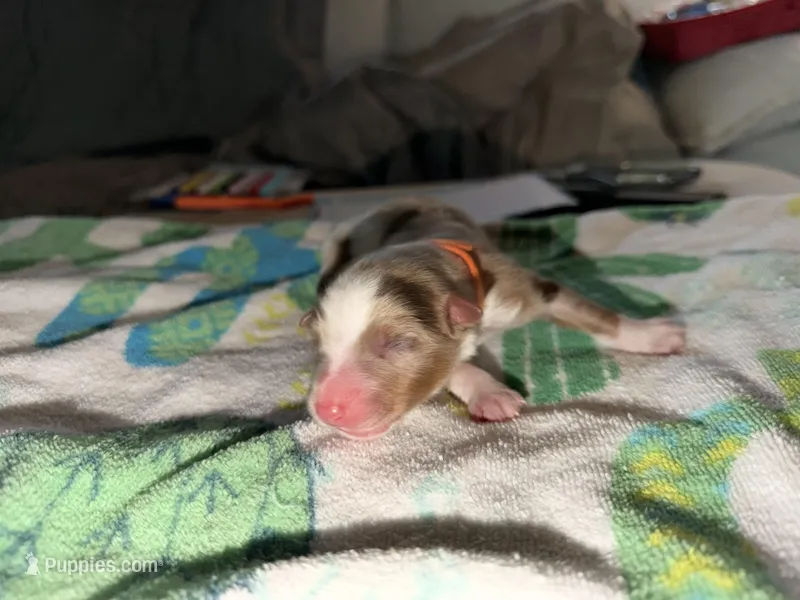 Schoolboy – Australian Shepherd puppy for sale in Simi Valley, CA