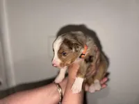 Schoolboy, a male Australian Shepherd for sale in Simi Valley, CA – 2 of 8