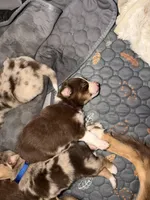 Sade, a female Australian Shepherd for sale in Simi Valley, CA – 4 of 10