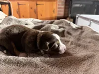 Sade, a female Australian Shepherd for sale in Simi Valley, CA – 5 of 10