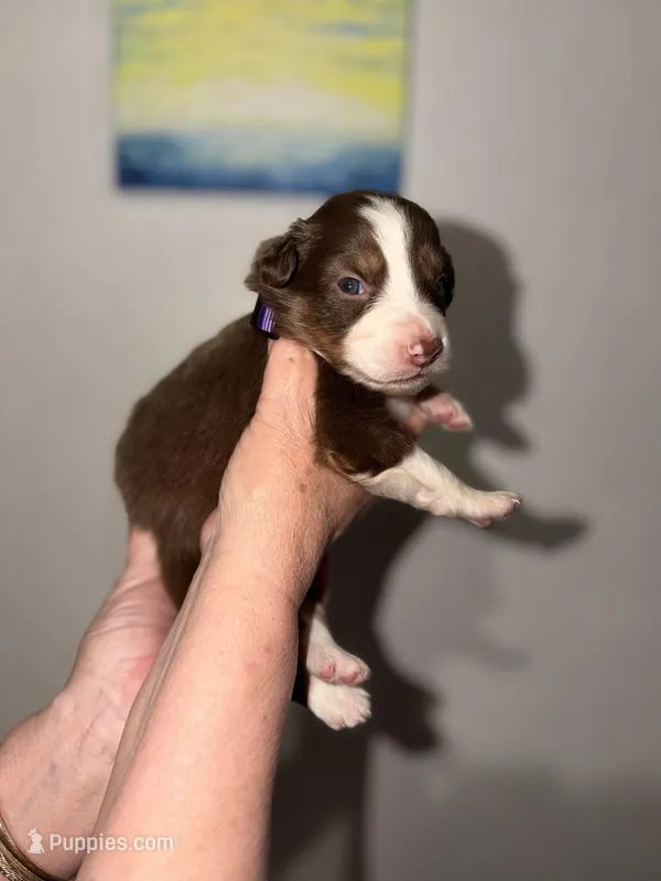 Sade – Australian Shepherd puppy for sale in Simi Valley, CA
