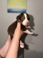 Sade, a female Australian Shepherd for sale in Simi Valley, CA – 1 of 10