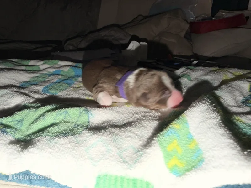 Sade – Australian Shepherd puppy for sale in Simi Valley, CA