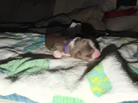 Sade, a female Australian Shepherd for sale in Simi Valley, CA – Photo 1 of 10