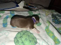 Sade, a female Australian Shepherd for sale in Simi Valley, CA – Photo 2 of 10