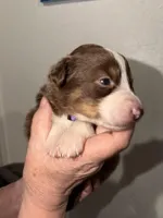 Sade, a female Australian Shepherd for sale in Simi Valley, CA – 3 of 10