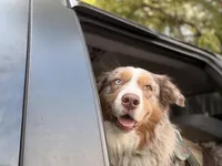 Sade, a female Australian Shepherd for sale in Simi Valley, CA – Photo 8 of 10
