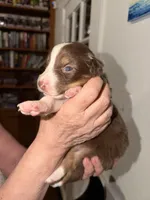 Sade, a female Australian Shepherd for sale in Simi Valley, CA – 2 of 10