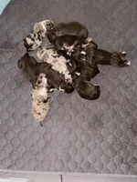 Nas, a male Australian Shepherd for sale in Simi Valley, CA – Photo 6 of 10