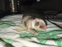 Nas, a male Australian Shepherd for sale in Simi Valley, CA – Photo 3 of 10