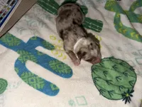 Nas, a male Australian Shepherd for sale in Simi Valley, CA – Photo 2 of 10