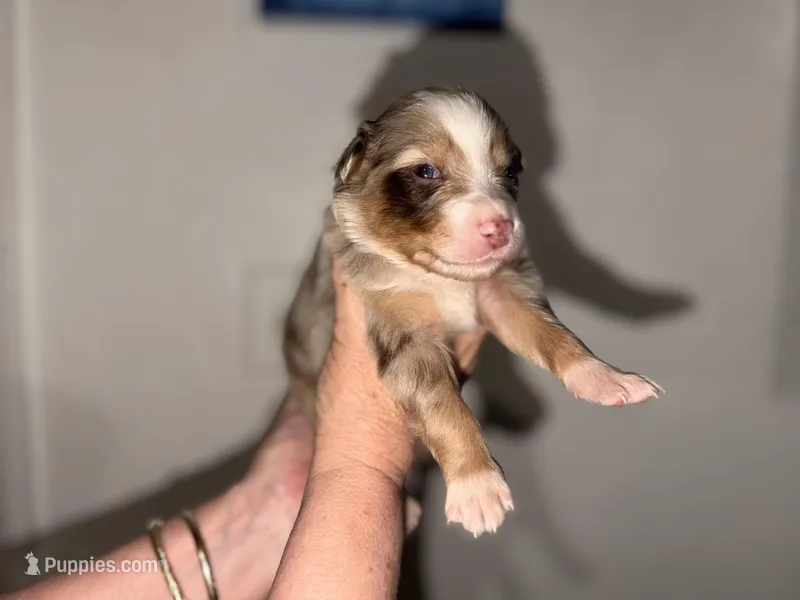 Nas – Australian Shepherd puppy for sale in Simi Valley, CA