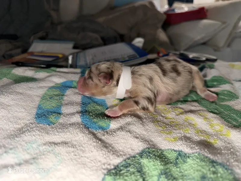 Nas – Australian Shepherd puppy for sale in Simi Valley, CA