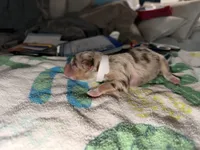 Nas, a male Australian Shepherd for sale in Simi Valley, CA – Photo 1 of 10