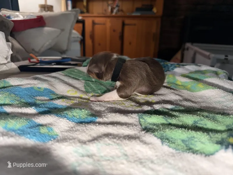 Doechi – Australian Shepherd puppy for sale in Simi Valley, CA