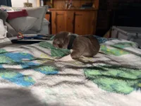 Doechi, a female Australian Shepherd for sale in Simi Valley, CA – Photo 1 of 10