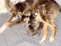 Doechi, a female Australian Shepherd for sale in Simi Valley, CA – Photo 3 of 10