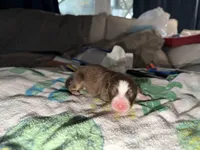 Doechi, a female Australian Shepherd for sale in Simi Valley, CA – Photo 2 of 10