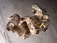 Phife, a male Australian Shepherd for sale in Simi Valley, CA – 9 of 9